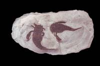 Eurypterus (scorpions de mer)